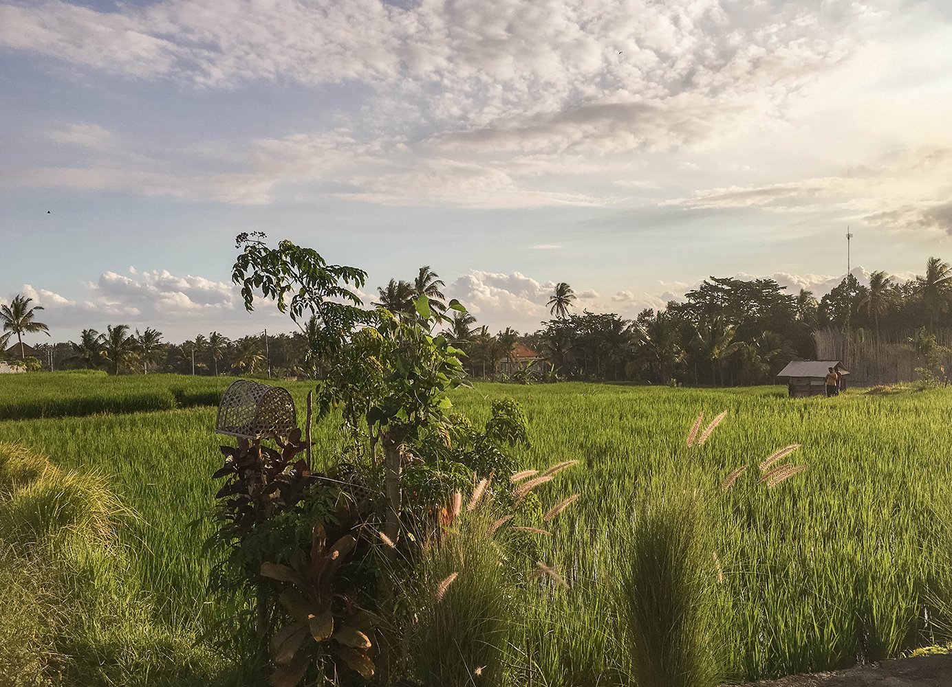 Bali rice paddies during sunset