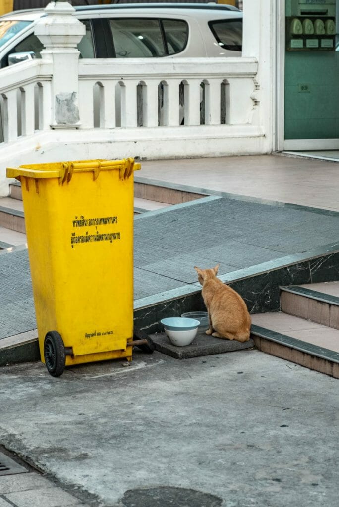 Cat next to a yellow trash can