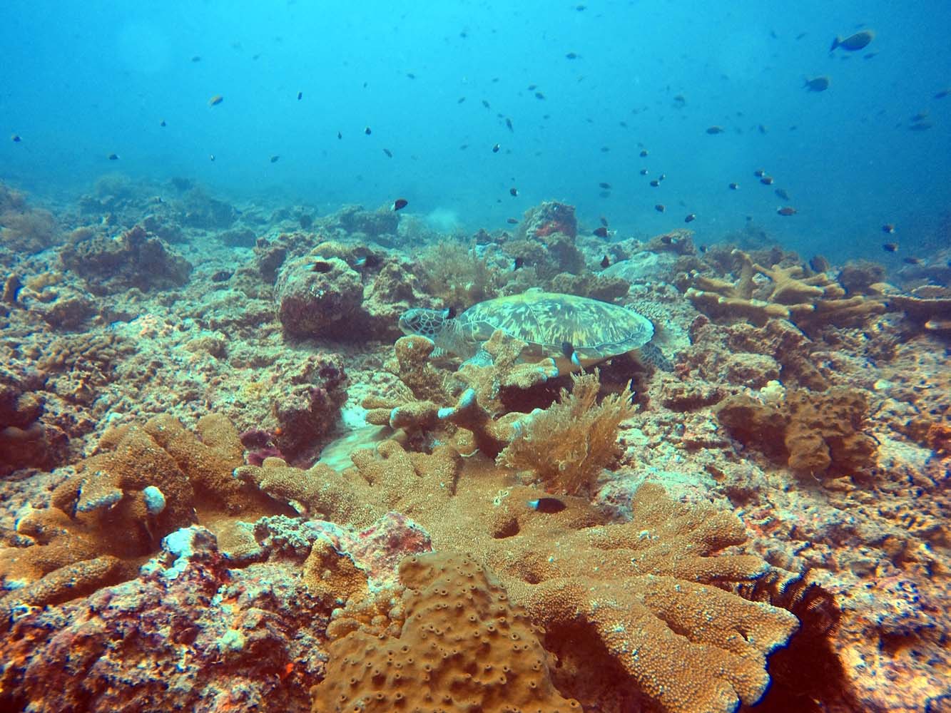 Gili Air Divers