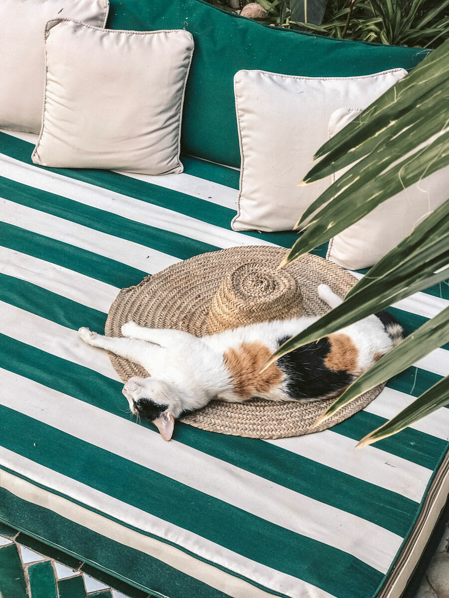 Cat Bowie lying on a straw hat and striped mat