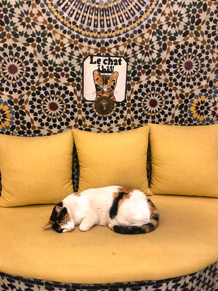 Cat sleeping on yellow pillows at riad Yasmine